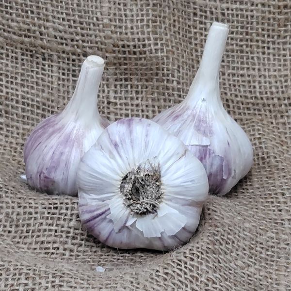 1lb Bogatyr Seed Garlic