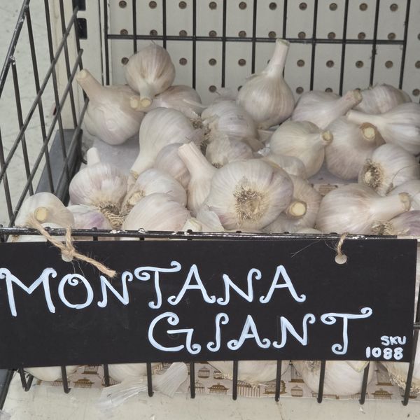 1lb Montana Giant Seed Garlic
