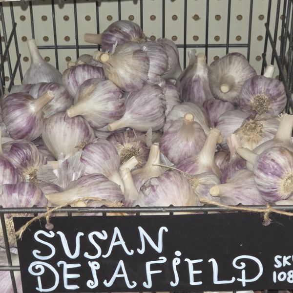 1lb Susan Delafield Seed Garlic