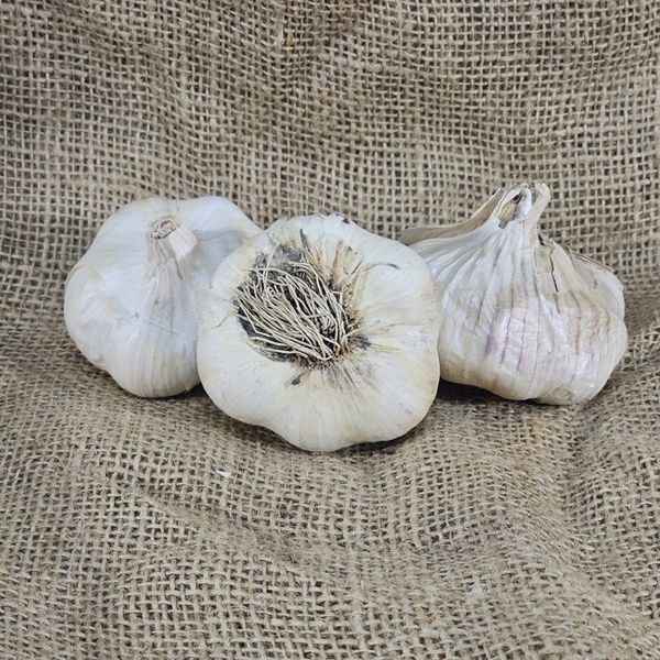 1lb Siciliano Seed Garlic