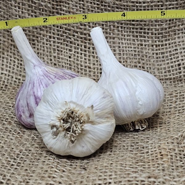 1lb Shvelisi Seed Garlic