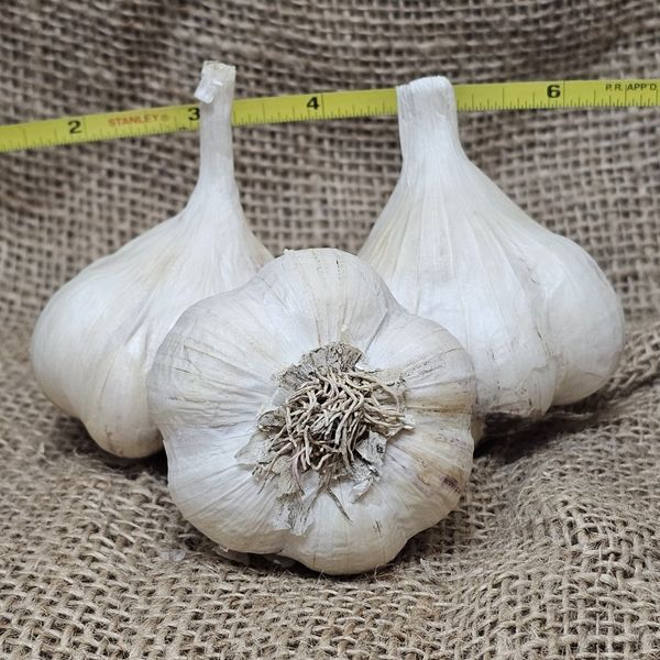 1lb Italian White Seed Garlic