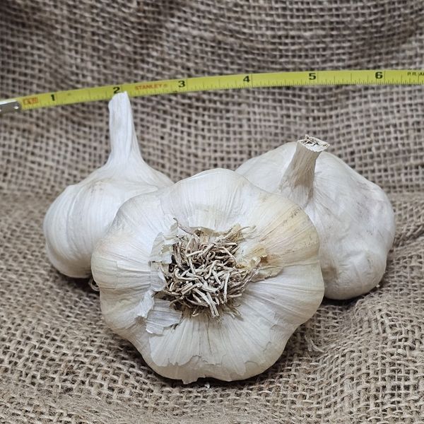 1lb Lukan Seed Garlic