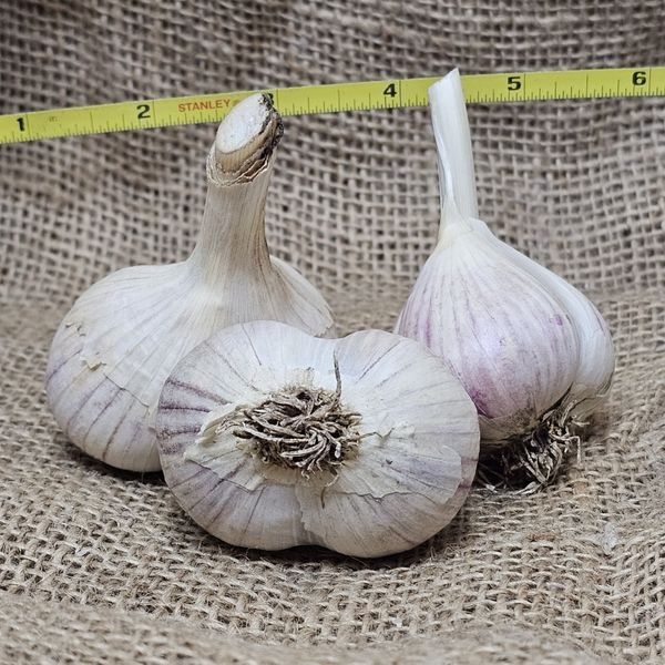 1lb Leningrad Seed Garlic