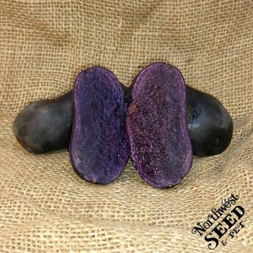 1 lb Purple Fiesta Fingerling Certified Seed Potato