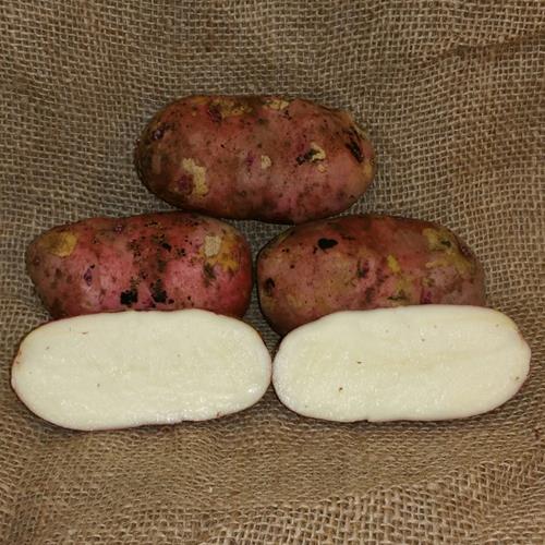 1 lb Viking Red Certified Seed Potato