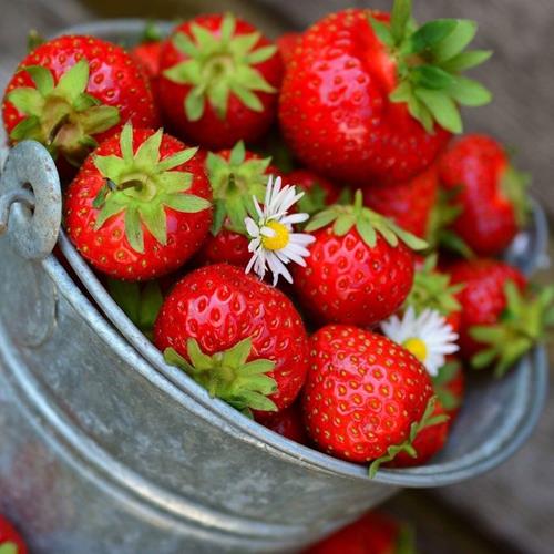 Shuksan Strawberry Plant (1EA)