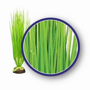 Weco Freshwater Series Asian Hairgrass 12in