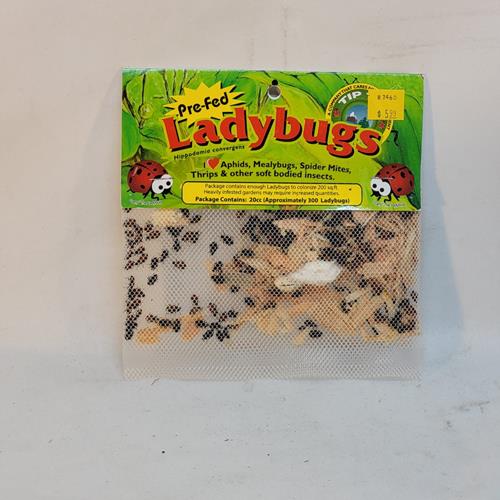 TipTop Ladybugs - 350 per pk