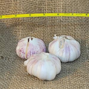 1lb Killarney Red Seed Garlic