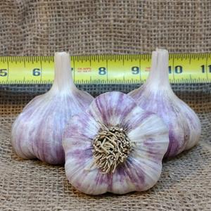 1lb Doukabour Marble Seed Garlic