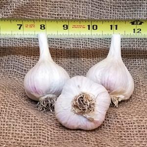 1lb Persian Star Seed Garlic