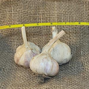 1lb Ukrainian Red Seed Garlic