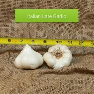1lb Italian Late Seed Garlic