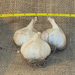 1lb Svea Seed Garlic