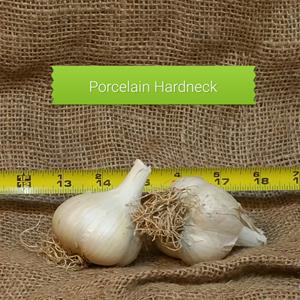 1lb German Porcelain Seed Garlic