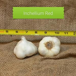 1lb Inchelium Red Seed Garlic