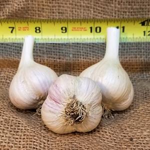 1lb Musik Seed Garlic