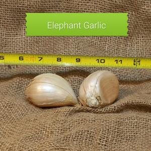 1lb Elephant Seed Garlic