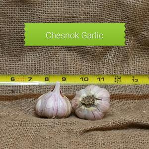 1lb Chesnok Red Seed Garlic