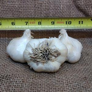 1lb Early Italian Purple Seed Garlic