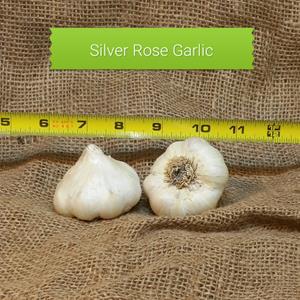 1lb Silver Rose Seed Garlic