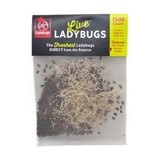 Lady Bugs Direct Ladybugs - 1500 pk