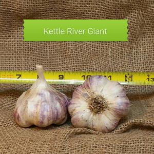 1lb Kettle River Giant Seed Garlic