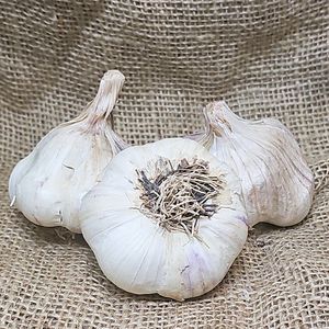 1lb Messidor Seed Garlic