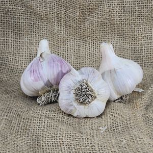 1lb Gypsy Rose Seed Garlic