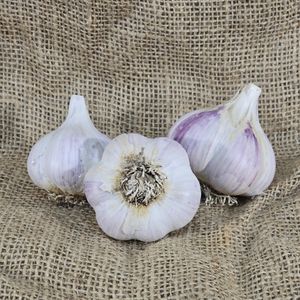 1lb Norquay Garlic Seed Garlic