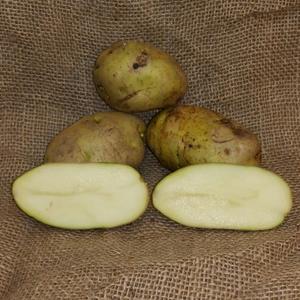 1 lb Kennebec Certified Seed Potato