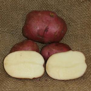 1 lb Red Norland Certified Seed Potato