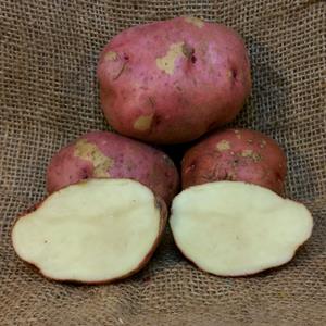1 lb Red Pontiac Certified Seed Potato