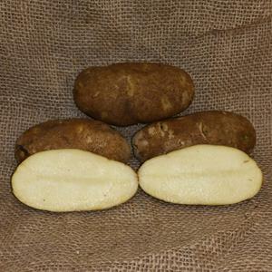 1 lb Norkotah Certified Seed Potato