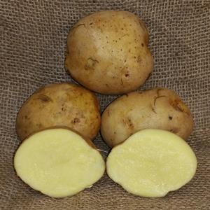 1 lb Yukon Gold Certified Seed Potato