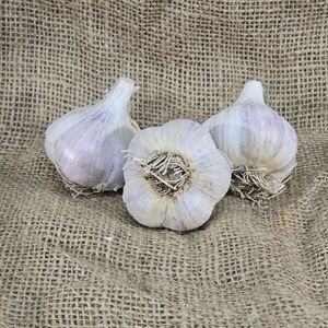 1lb Romanian Red Seed Garlic