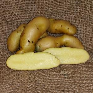 1 lb Russian Banana Fingerling Certified Seed Potato