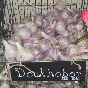 1lb Doukhobor Seed Garlic