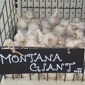 1lb Montana Giant Seed Garlic