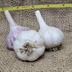 1lb Shvelisi Seed Garlic