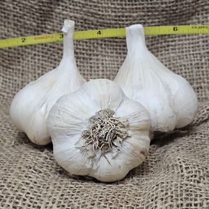 1lb Italian White Seed Garlic