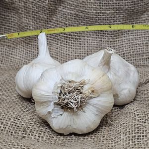 1lb Lukan Seed Garlic
