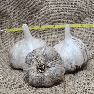 1lb 100Yr. Ruby's Rocamble Seed Garlic