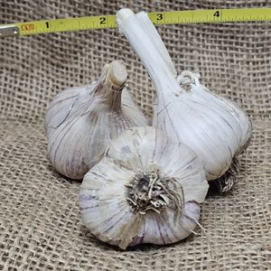 1lb Uzbekistan Seed Garlic