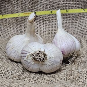 1lb Leningrad Seed Garlic