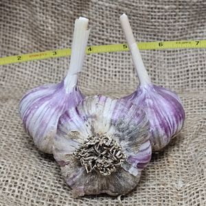 1lb Estonian Red Seed Garlic