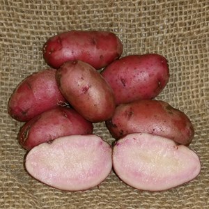 1 lb Red Thumb Certified Seed Potato