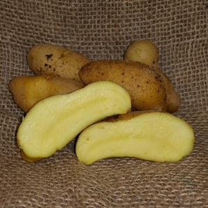 1 lb Austrian Crescent Fingerling Certified Seed Potato