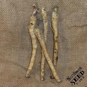 Horseradish Roots (ea)